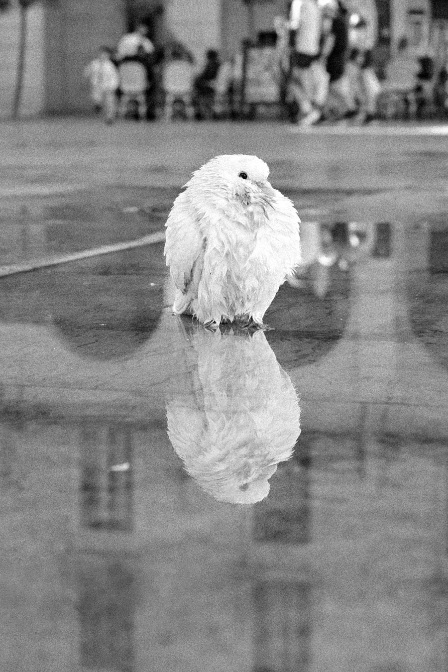 Paloma blanca reflejada sobre el suelo mojado de una plaza, en blanco y negro