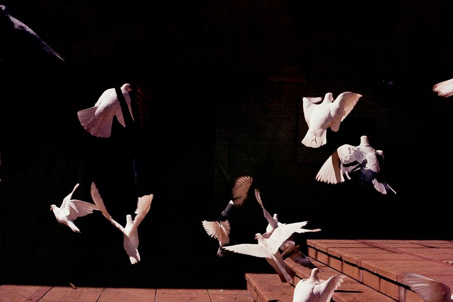 Bandada de palomas blancas alzando el vuelo sobre unos escalones, contra un fondo oscuro
